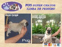 PUG ESPECTACULARES DE ROYAL KENNEL LINEA  PEDIGRI BOGOTA, COLOMBIA