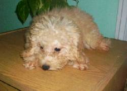 Hembras de Caniche toy apricot claro Pedigre FCA Buenos Aires, Argentina