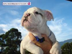 Bulldog francs en venta Medellin, Colombia