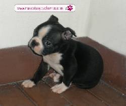 Boston terrier en venta Medellin, Colombia