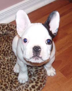 adorable bulldog francs bolivar, colombia